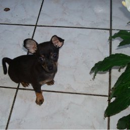 ���� Galina, �����, 67 ��� - ��������� 11 ����� 2012