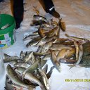 ���� ��������, ���, 51 ��� - ��������� 1 ������� 2010 � ������ ��� ������ ���������.�