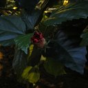 ���� ������, ��������, 66 ��� - ��������� 5 ������ 2013 � ������ ���� ����������