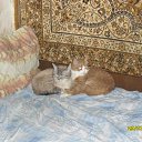 ���� Alex, ������, 50 ��� - ��������� 28 ������ 2012 � ������ ���� ����������