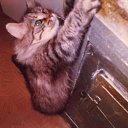  Serzh Van Der Maaremaan,  -  12  2009     