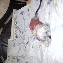 ���� ������ �����, �����, 37 ��� - ��������� 2 ������� 2012 � ������ ���� ����������