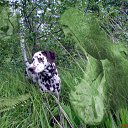 ���� �������, �����-���������, 62 ���� - ��������� 8 ������� 2011 � ������ ���� ����������