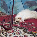  Penelopaxxx,  -  4  2011    