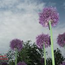 ���� Yiwangna***, ������ - ��������� 21 ��� 2012 � ������ ���������� ����� �������...�