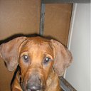 ���� ��������, Ѹ��!!!, �������, 38 ��� - ��������� 14 ������ 2011 � ������ �������