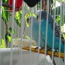  D.s., , 38  -  7  2013    2006,  ( .)