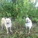 ���� ��������, ����, 50 ��� - ��������� 8 ��� 2013