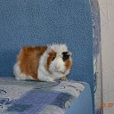 ��� �������� �����) �� ������� ����� ��� ������������