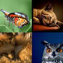 ���� �����, ���������, 28 ��� - ��������� 19 ����� 2010 � ������ �������