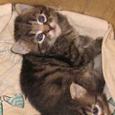 ���� ���������, ������ ��������, 46 ��� - ��������� 28 ������ 2009 � ������ ���� ��������: ������� (31.10.09)�