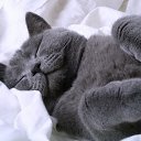 ���� ��������, ���� - ��������� 28 ������� 2012 � ������ ���� ����������