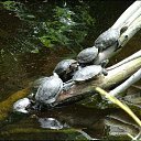 ���� ����, ����, 57 ��� - ��������� 21 �������� 2012 � ������ ������� ���� �������