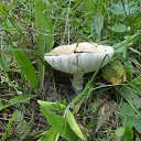 ���� �������, ���, 67 ��� - ��������� 31 ���� 2013 � ������ ������ �� ���� ��