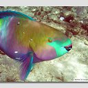 ���� ����� - ���������� ��������!!!, �����������, 56 ��� - ��������� 12 ������ 2010 � ������ ������