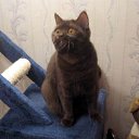 ���������� ���������� ����� �� ������� ������