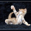  Lika,  -  3  2010      2 :))