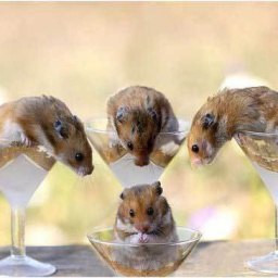 �����, ������