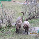 ���� ����, ������, 45 ��� - ��������� 22 ������ 2012