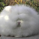 ���� Ninon, ���� - ��������� 20 ������� 2009 � ������ ����������� ����Ȼ