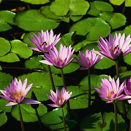 �������, ��������, 54 ����