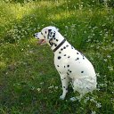 ���� Irixa, ���������, 57 ��� - ��������� 30 �������� 2009 � ������ �������