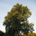 ���-��������, ��� ����� 600 ���. �� ������� �����������Ż