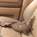 ���� �������, �����������, 43 ���� - ��������� 13 ������� 2011