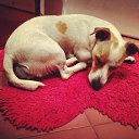 �� ��������� ;( #dogs #jackrussel �� ������� ������