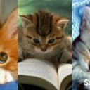 ���� ������*, ���������, 24 ���� - ��������� 29 ������ 2011 � ������ ���� ����������