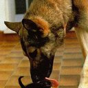 ���� ����, �����-���������, 64 ���� - ��������� 2 ������ 2010