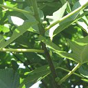 ���� ������, ������, 36 ��� - ��������� 1 �������� 2012 � ������ �� �� �����