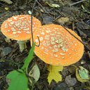 ���� ��������, ��������� - ��������� 17 ������ 2011 � ������ ���� ����������