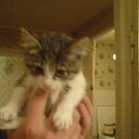 ���� ���������, �����������, 35 ��� - ��������� 16 ������� 2010 � ������ ������