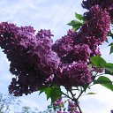 ���� �����, ������ - ��������� 8 ��� 2010