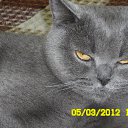 ���� �����, ������, 61 ��� - ��������� 15 ��� 2012 � ������ ���� ����������