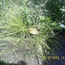 ���� �����, ����������� - ��������� 31 ���� 2012 � ������ �������