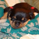 ���� ������, �����-���������, 49 ��� - ��������� 18 ���� 2011 � ������ �������