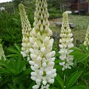 ���� ����@, ��������, 62 ���� - ��������� 30 ��� 2010 � ������ ��������� �������