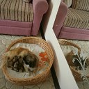 ���� �����, ��������, 51 ��� - ��������� 10 ���� 2012 � ������ ������