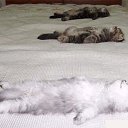 ���� ������, ��������������, 49 ��� - ��������� 13 ������� 2010 � ������ �������