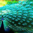 ���� Nin�, ������ - ��������� 18 ������ 2012 � ������ ���� ����������