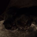 ���� ����_����� ������ ���� ���-��..., �������� - ��������� 10 ������� 2013 � ������ ����� ������ ������..�