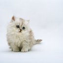 ���� ���, �����, 32 ���� - ��������� 13 ������� 2010 � ������ �������