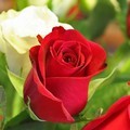 ���� (Sedoy) Arut, ������, 69 ��� - ��������� 24 ������ 2012 � ������ ���� ����������