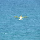 ����...����� ��������� ���� �� ������� ���� ����������