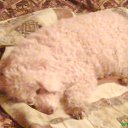 ���� ��������(����), ���������, 75 ��� - ��������� 29 �������� 2011 � ������ ���� ����������