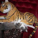 ���� ���� (���������� ������ � ������� �������), ������, 70 ��� - ��������� 18 ������ 2011 � ������ �PetLove�