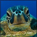 ���� Busla, ������, 49 ��� - ��������� 7 ������� 2012