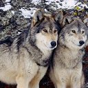 ���� Einsamer Wolf, ������������, 71 ��� - ��������� 8 ���� 2013 � ������ ���� ����������